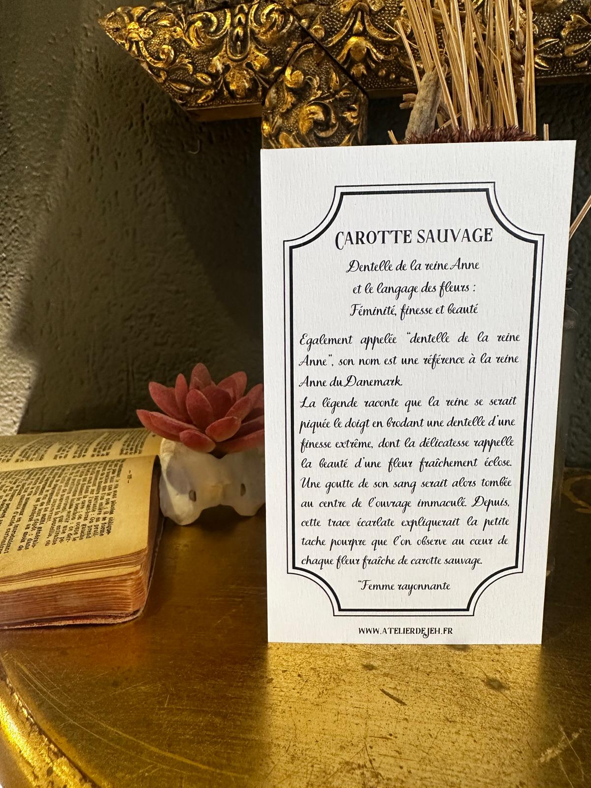 fiche carotte sauvage